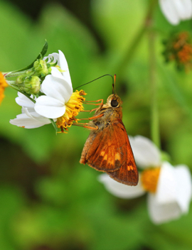 Yehl Skipper